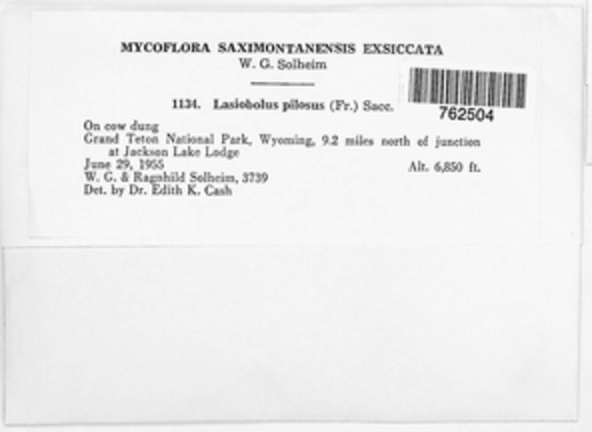 Lasiobolus papillatus image